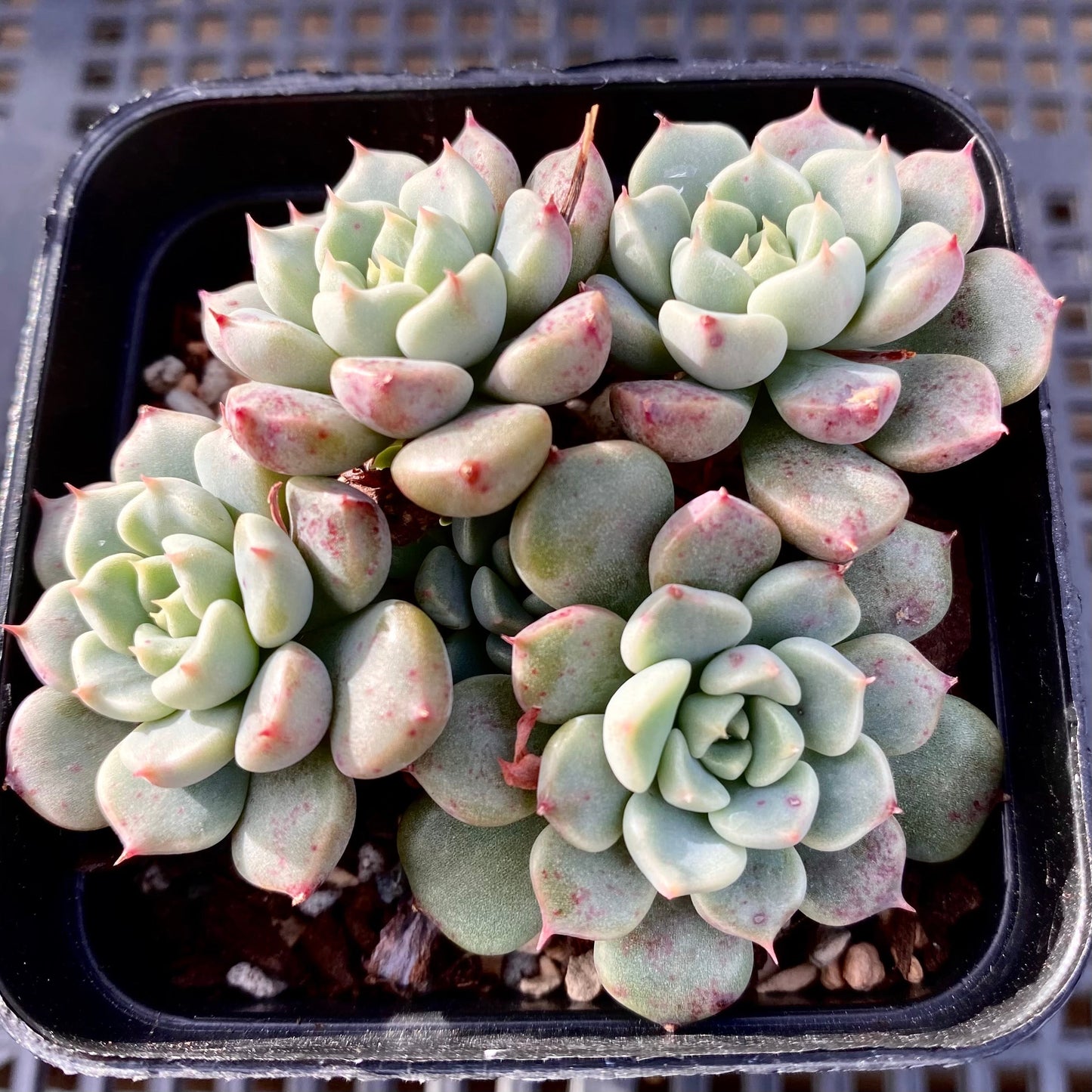 Echeveria cute bubble