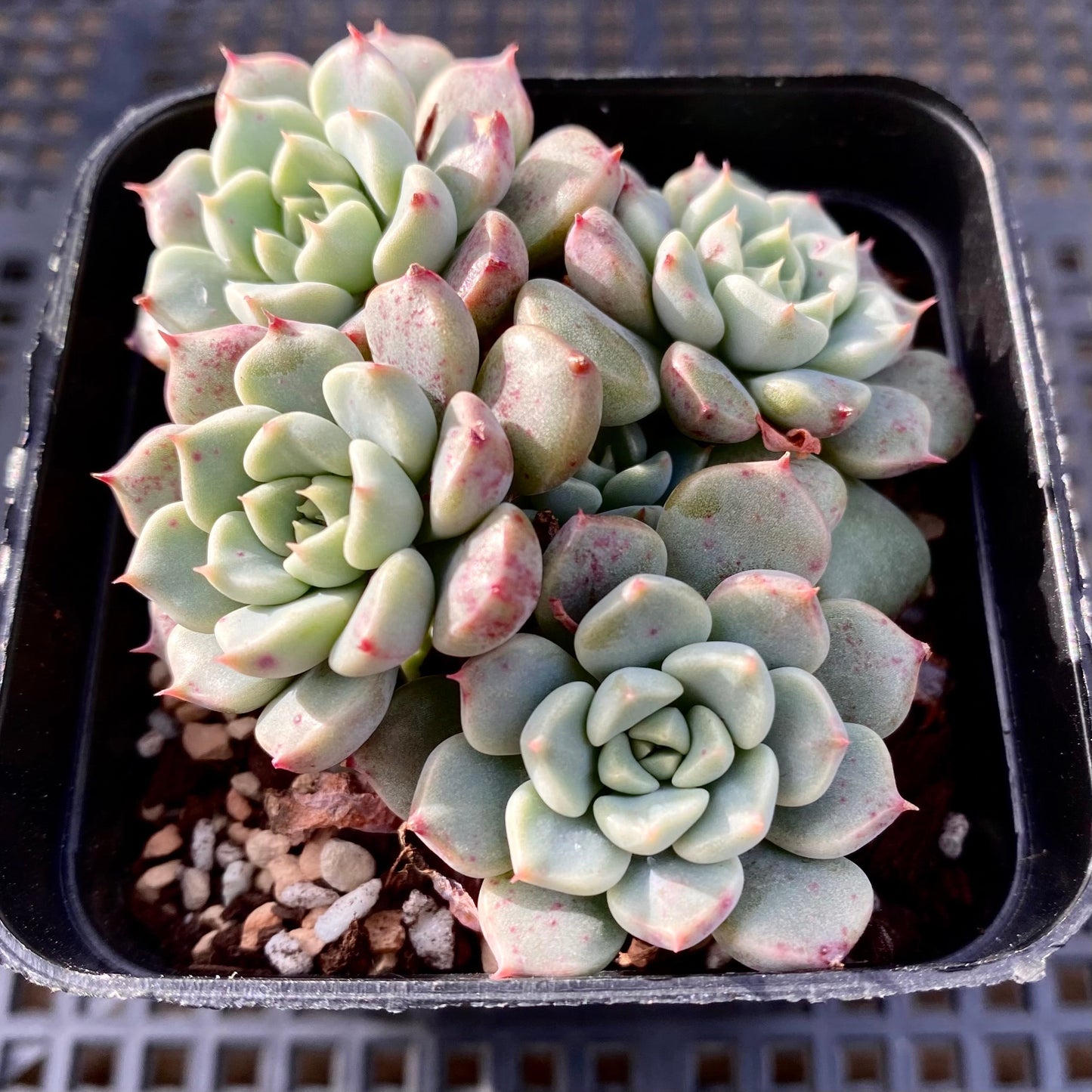 Echeveria cute bubble