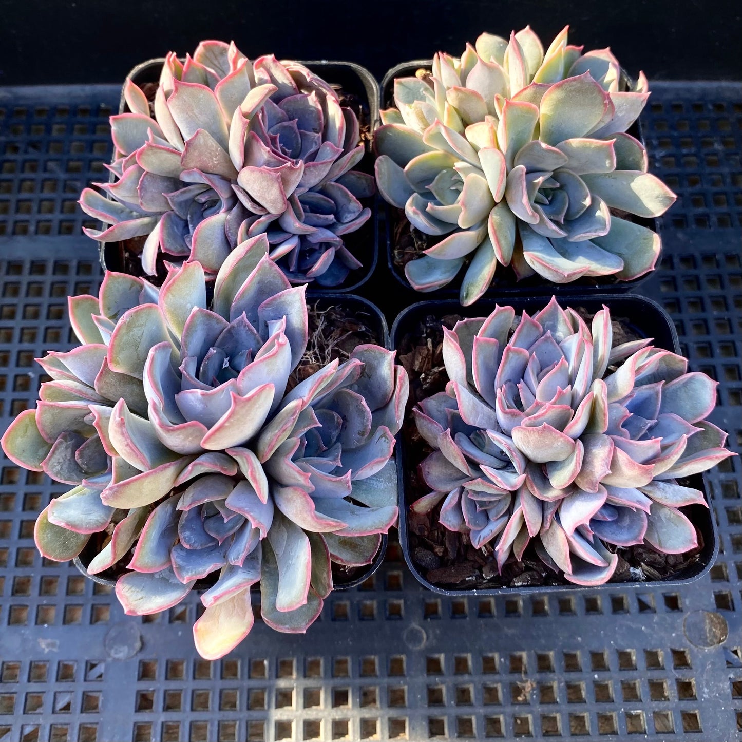 Echeveria dark ice