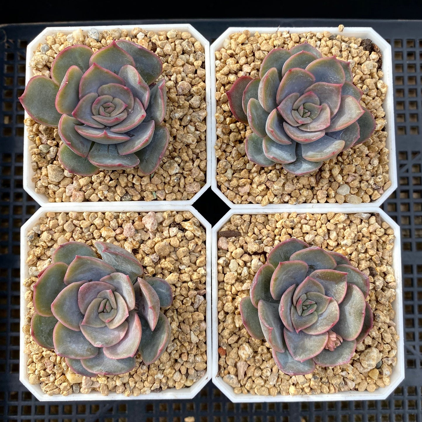 Echeveria dark ice