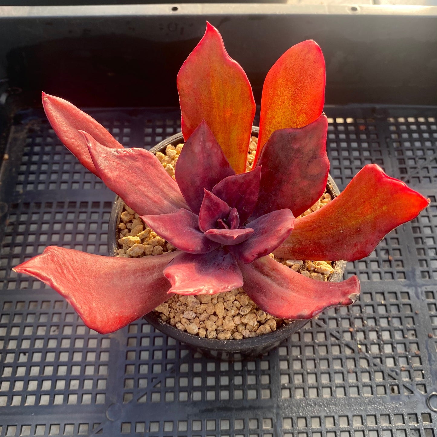 Echeveria diamond state