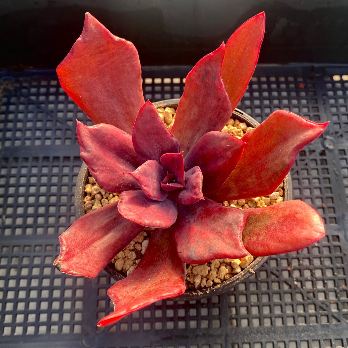 Echeveria diamond state