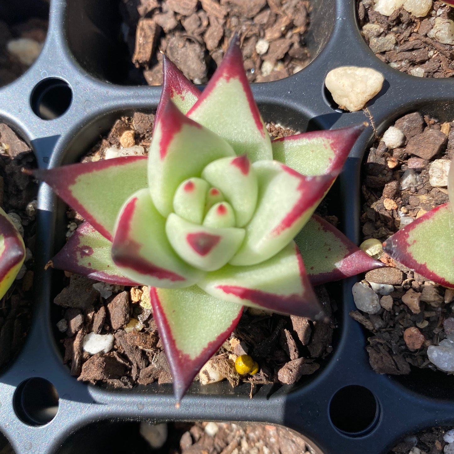Echeveria ebony