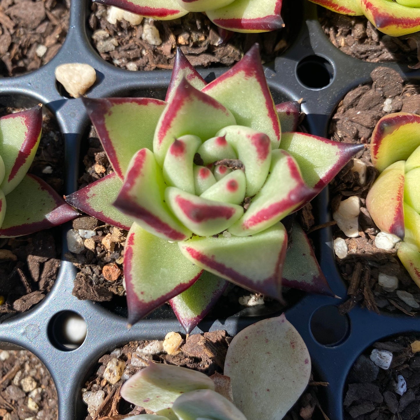 Echeveria ebony