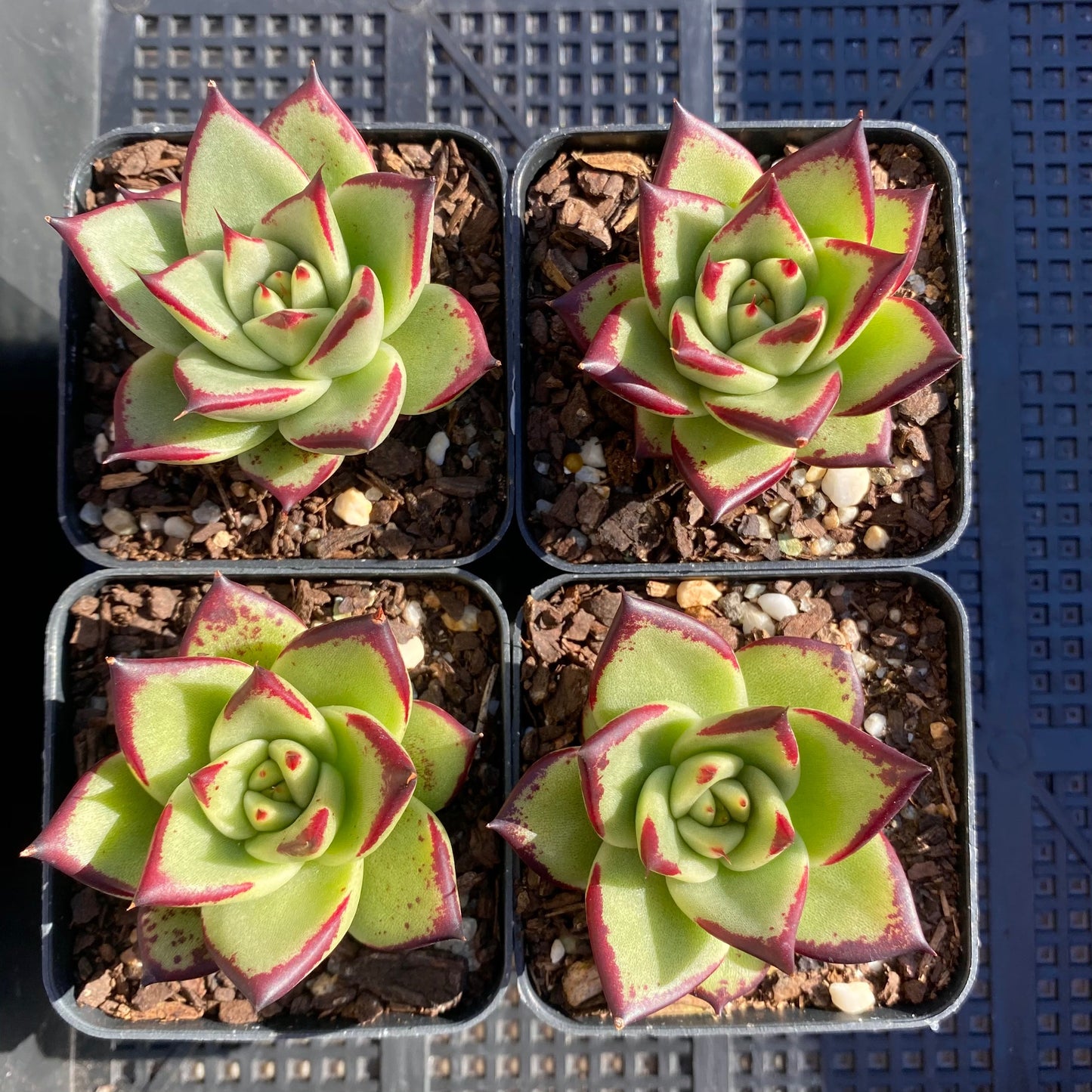 Echeveria ebony