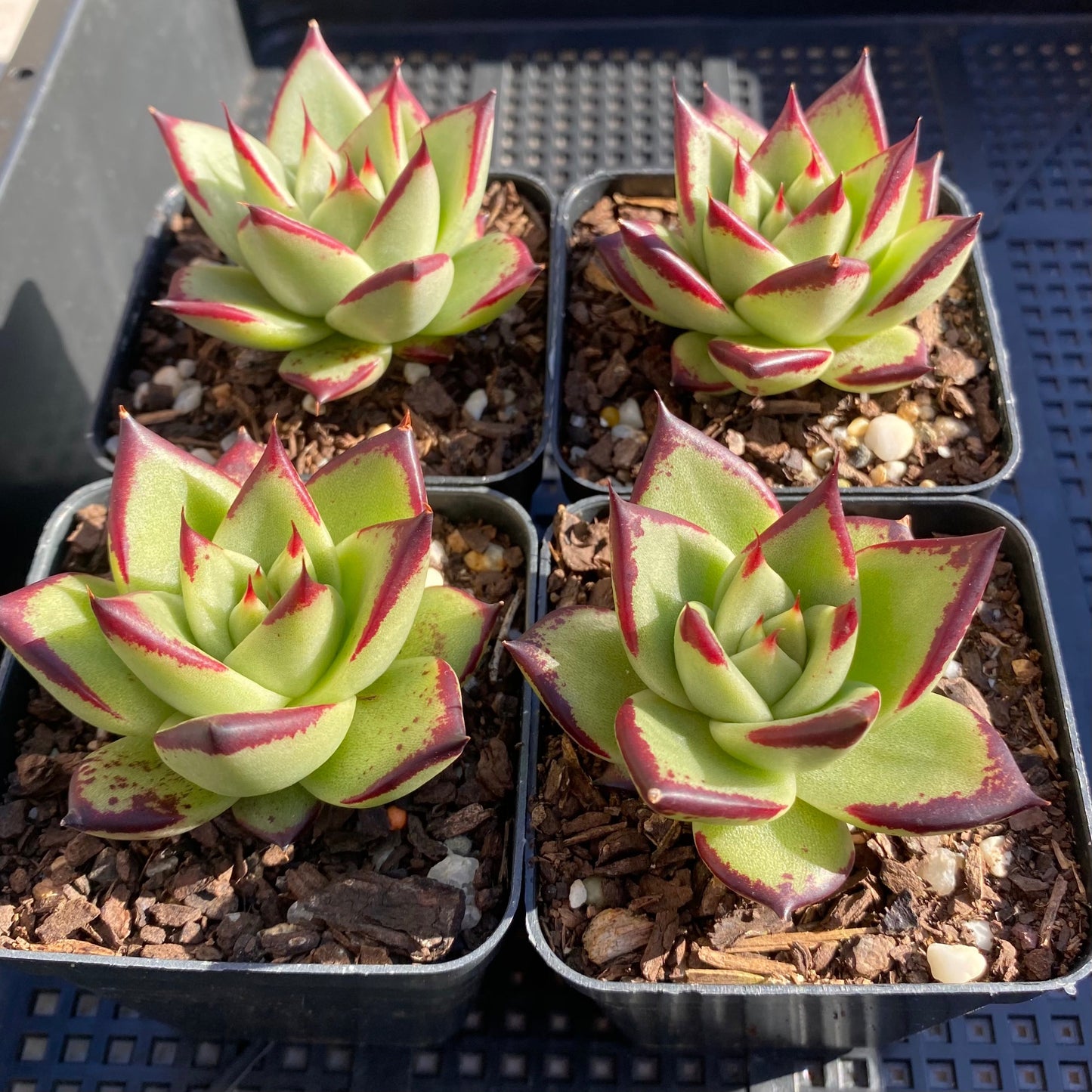 Echeveria ebony