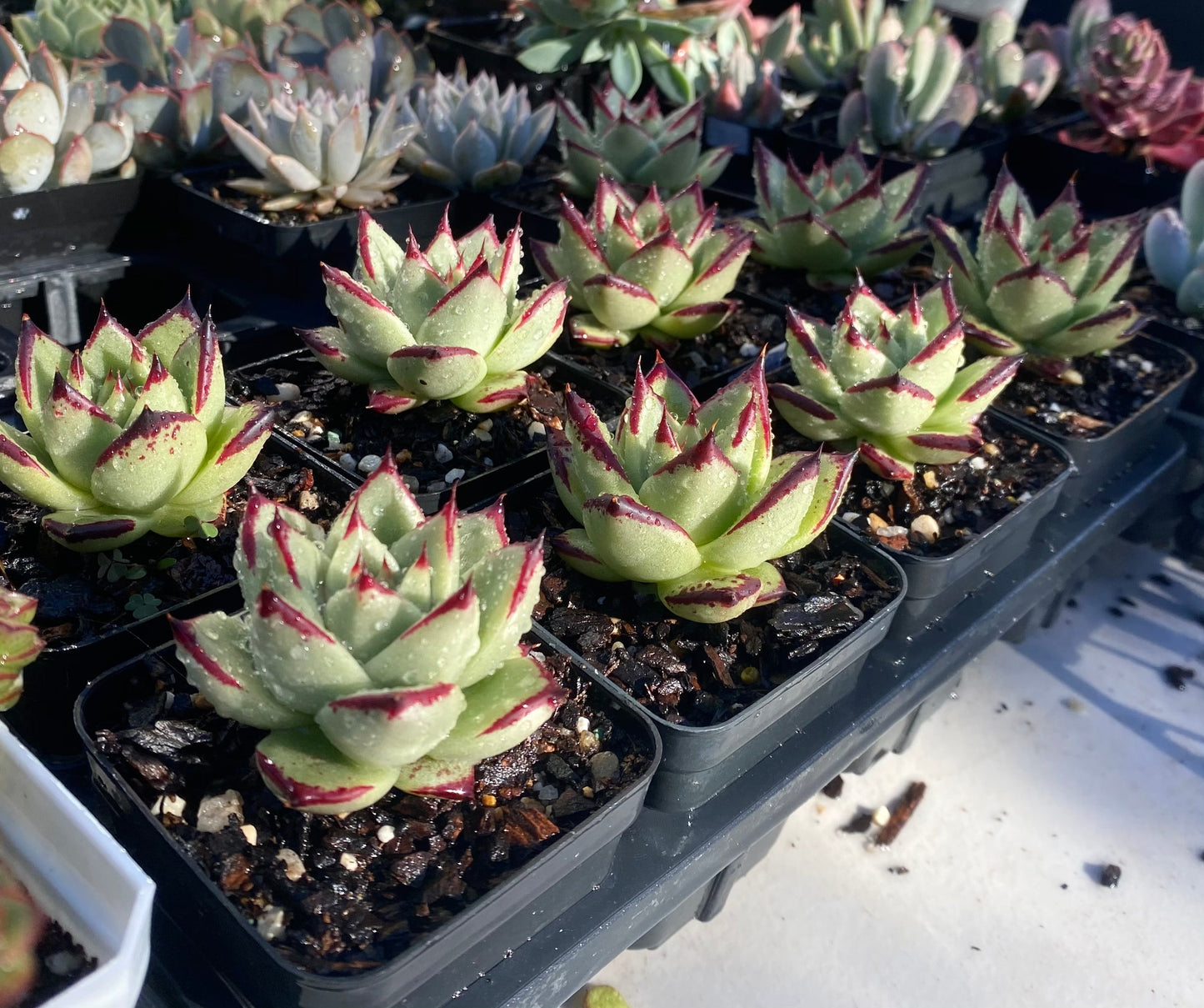 Echeveria ebony