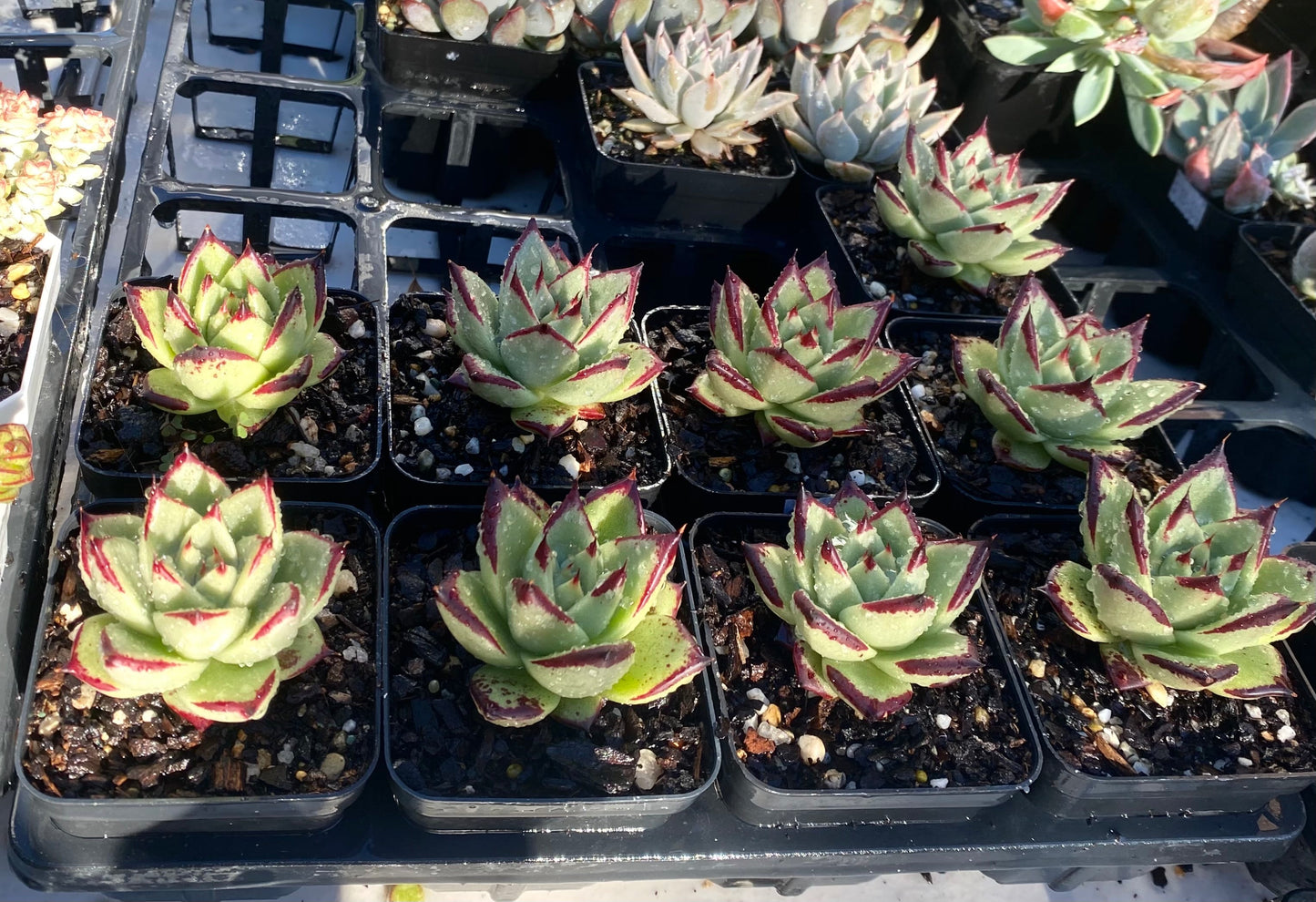 Echeveria ebony