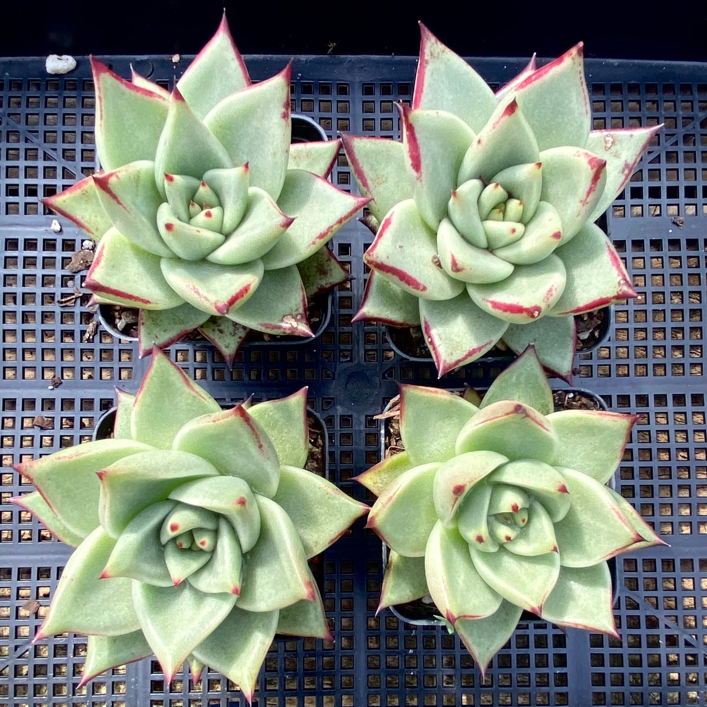 Echeveria ebony