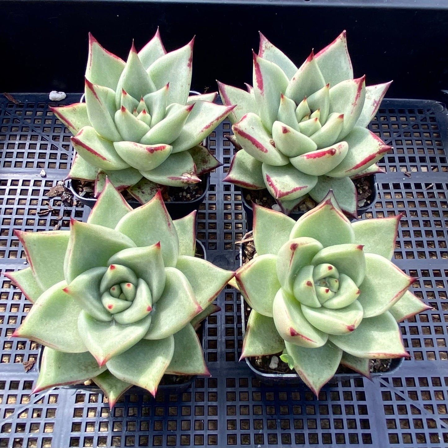 Echeveria ebony