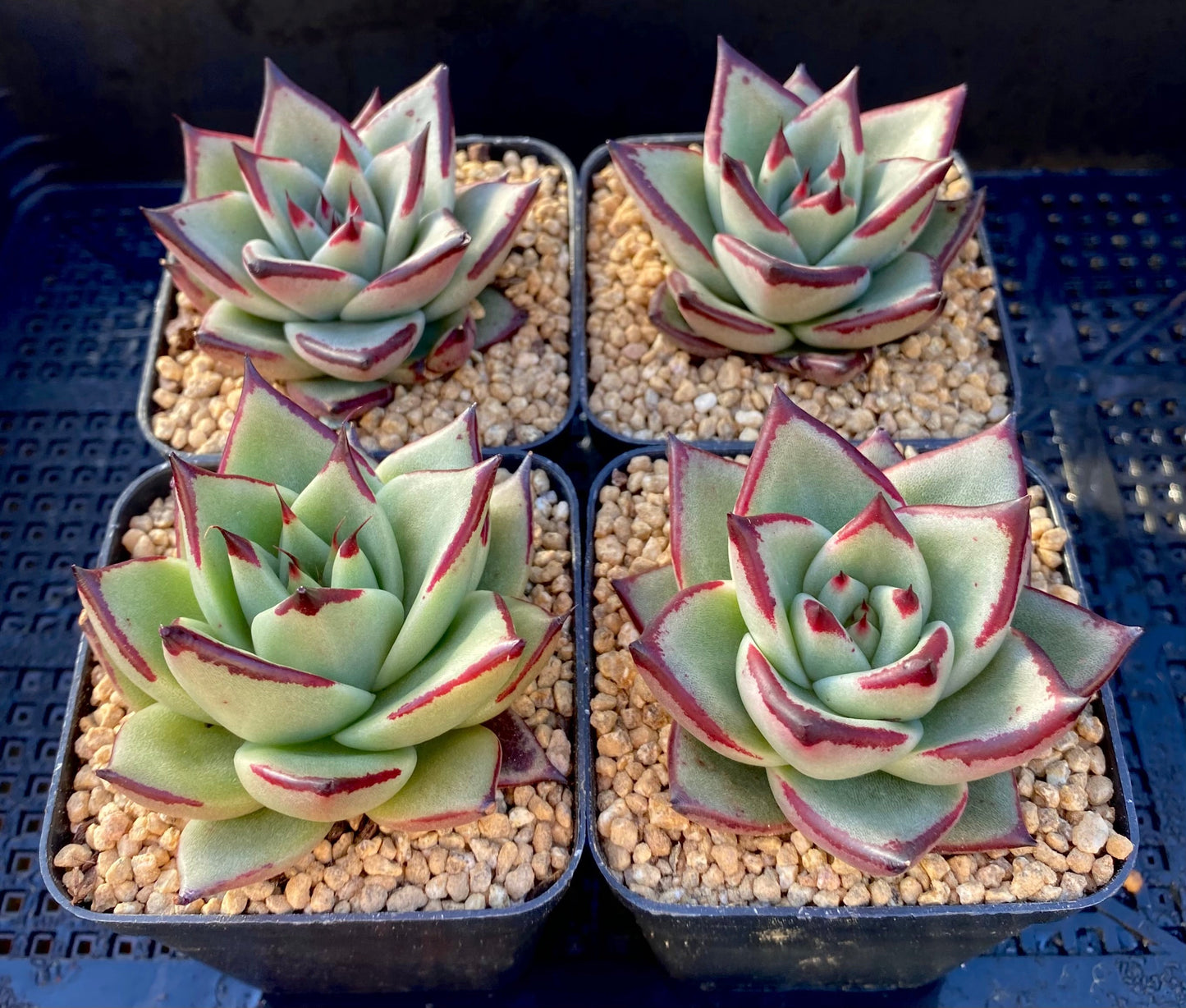 Echeveria ebony