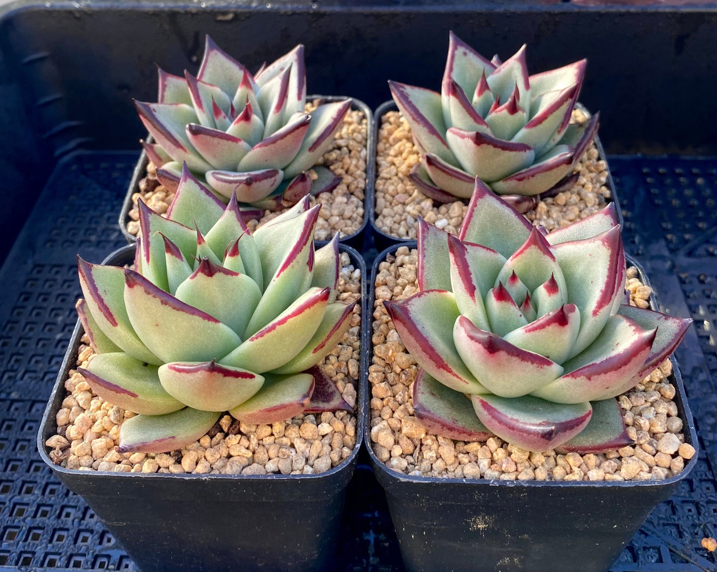 Echeveria ebony