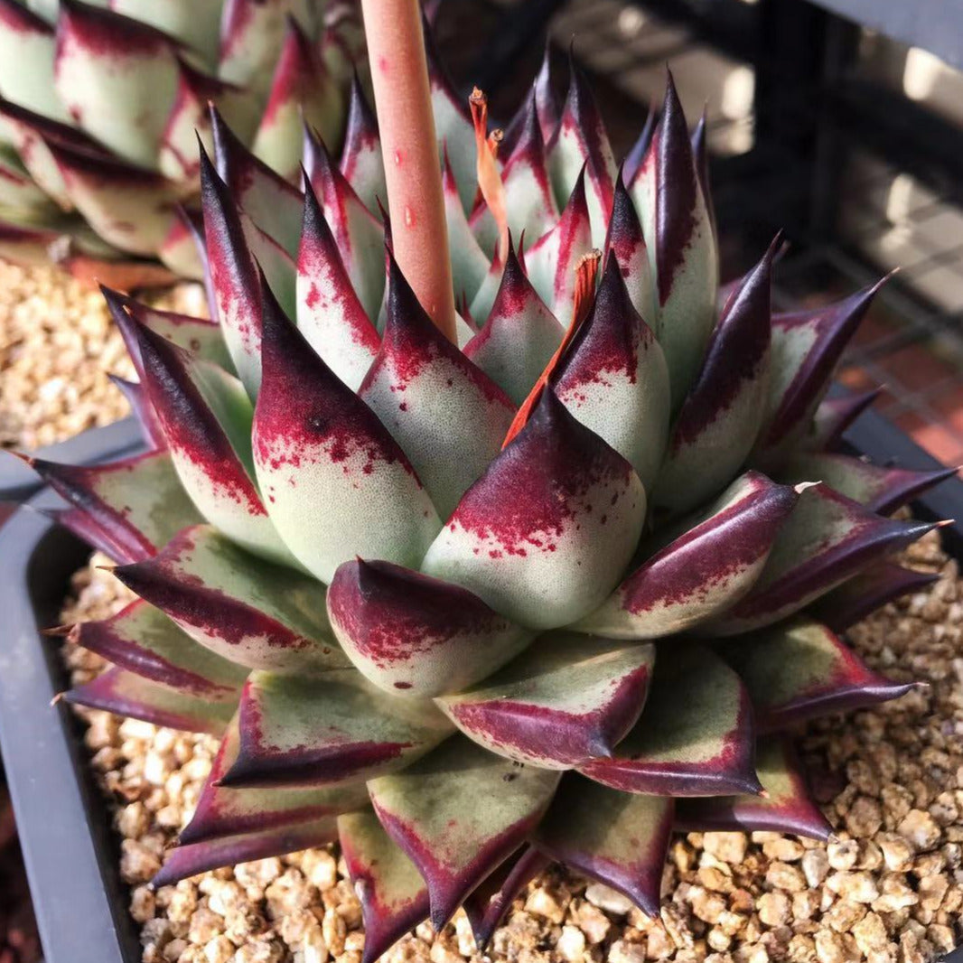 Echeveria ebony