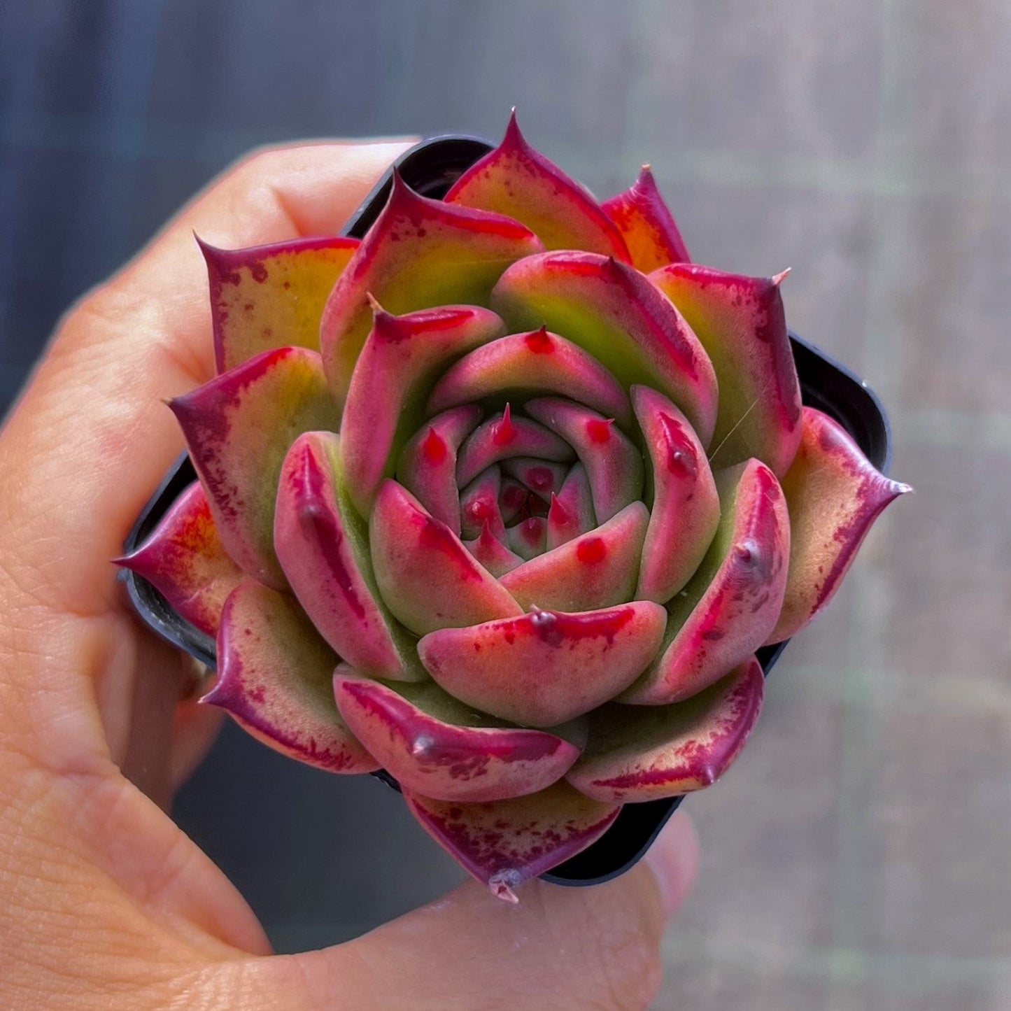 Echeveria Ebony x Prolifera
