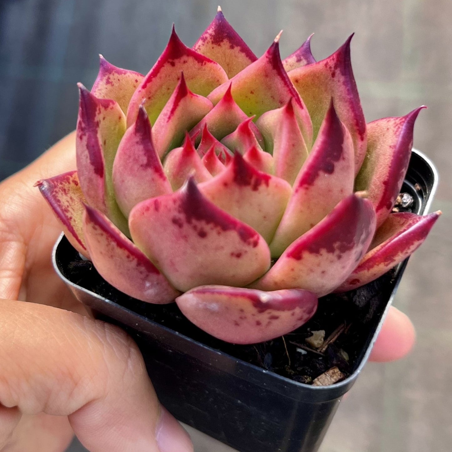 Echeveria Ebony x Prolifera