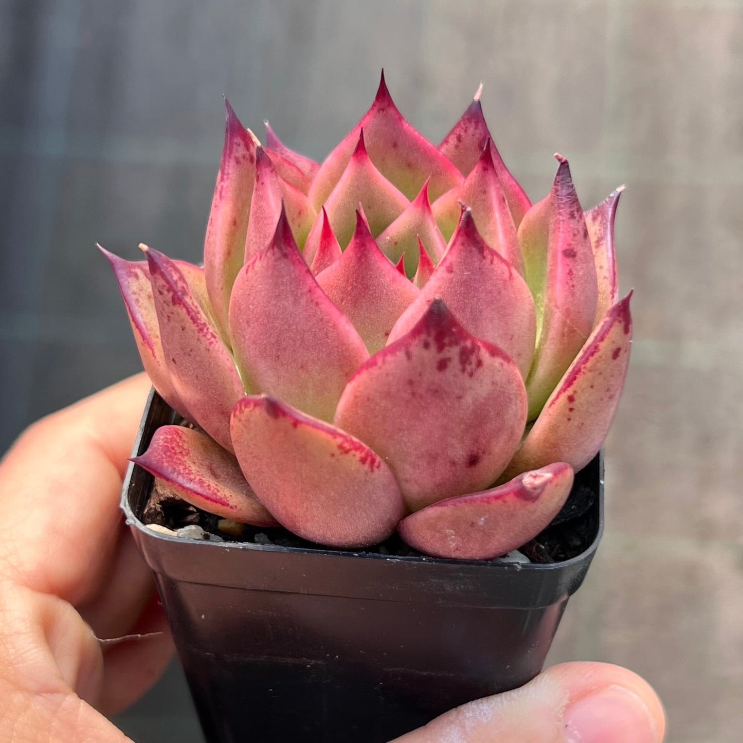 Echeveria Ebony x Prolifera