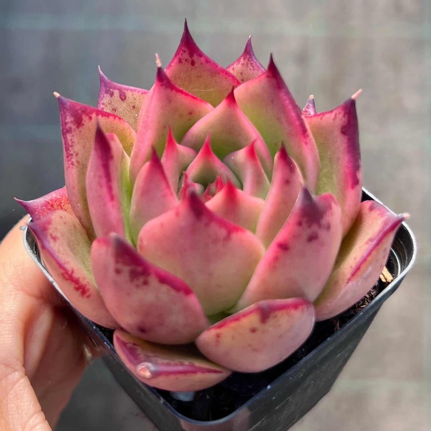 Echeveria Ebony x Prolifera