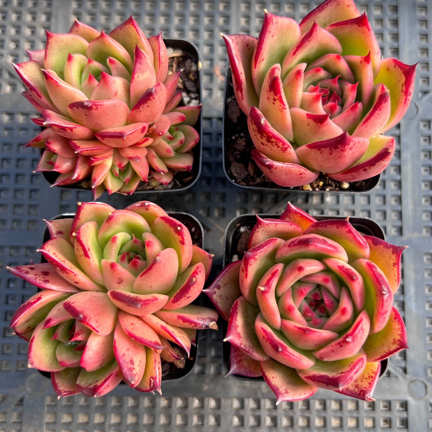 Echeveria Ebony x Prolifera