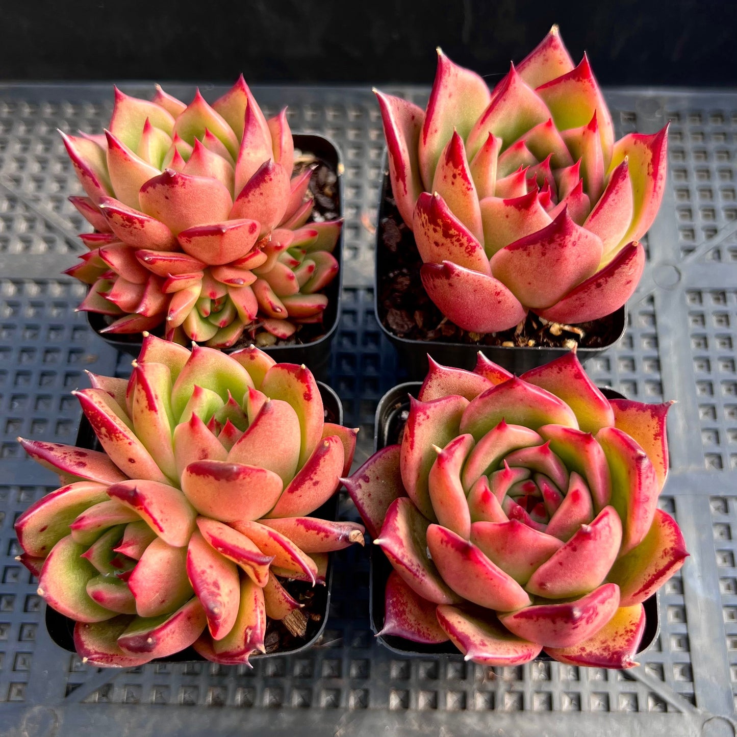 Echeveria Ebony x Prolifera