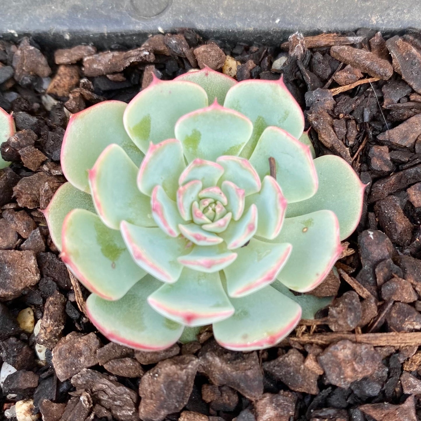 Echeveria el encino