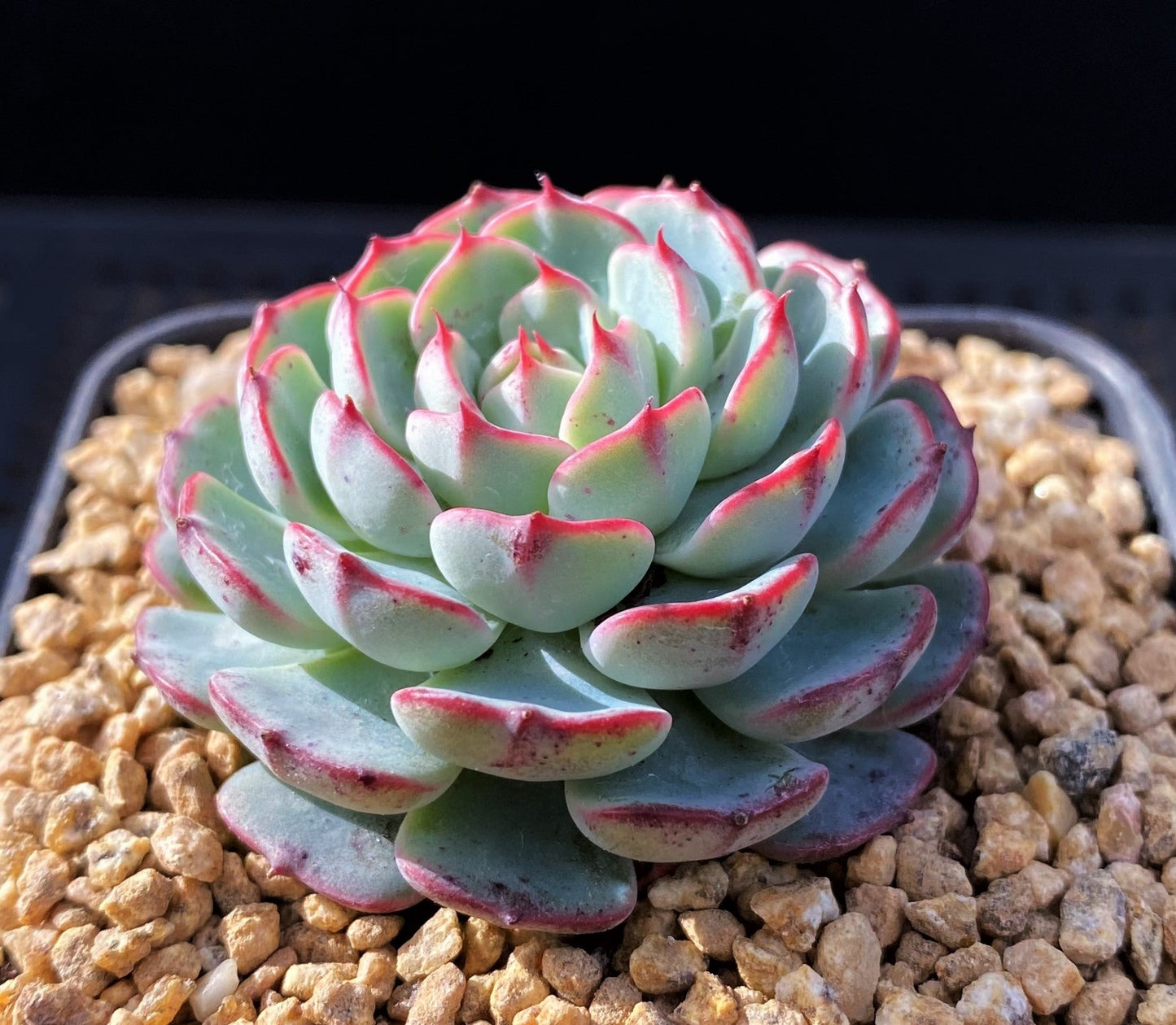 Echeveria el encino
