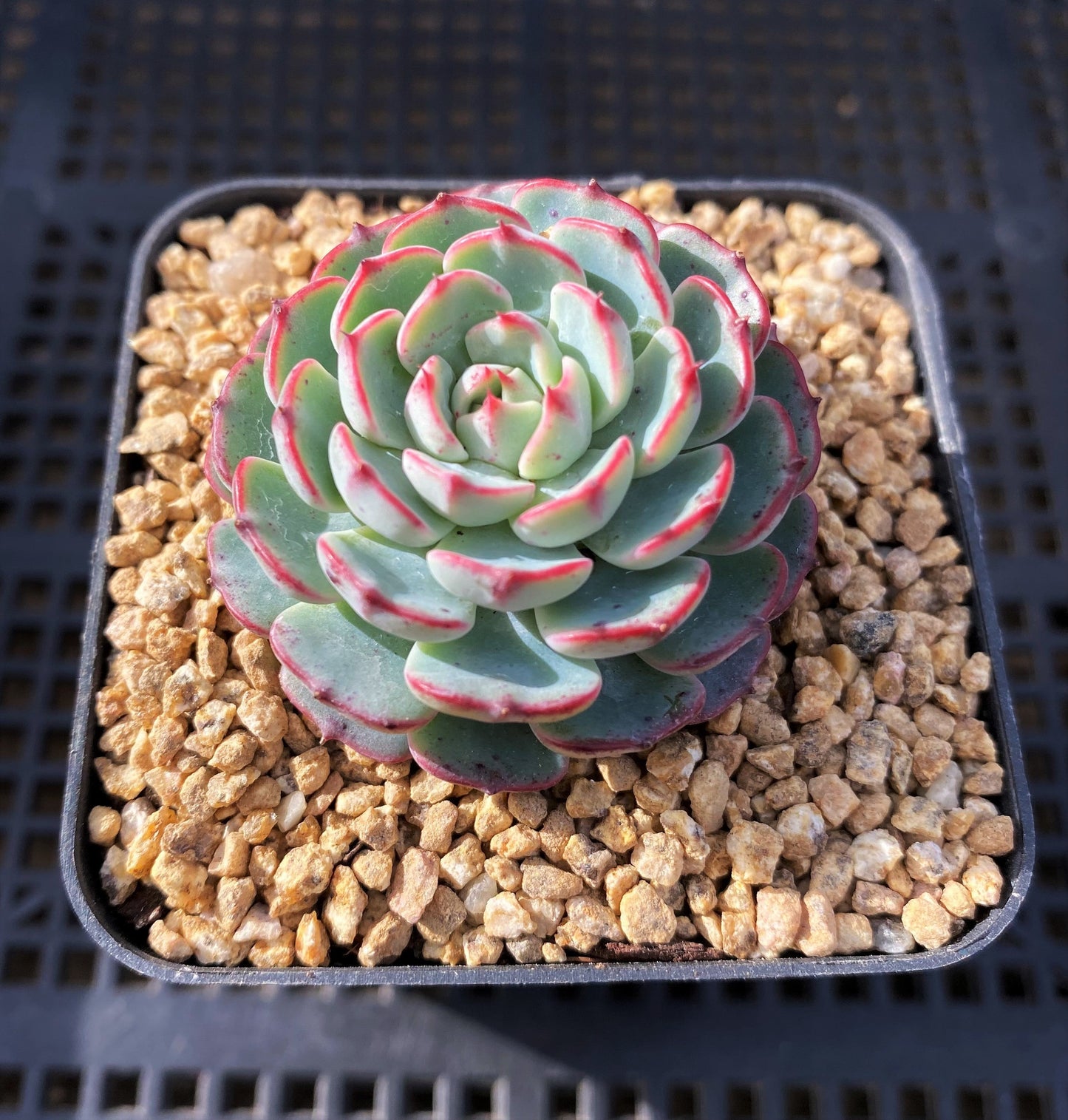 Echeveria el encino