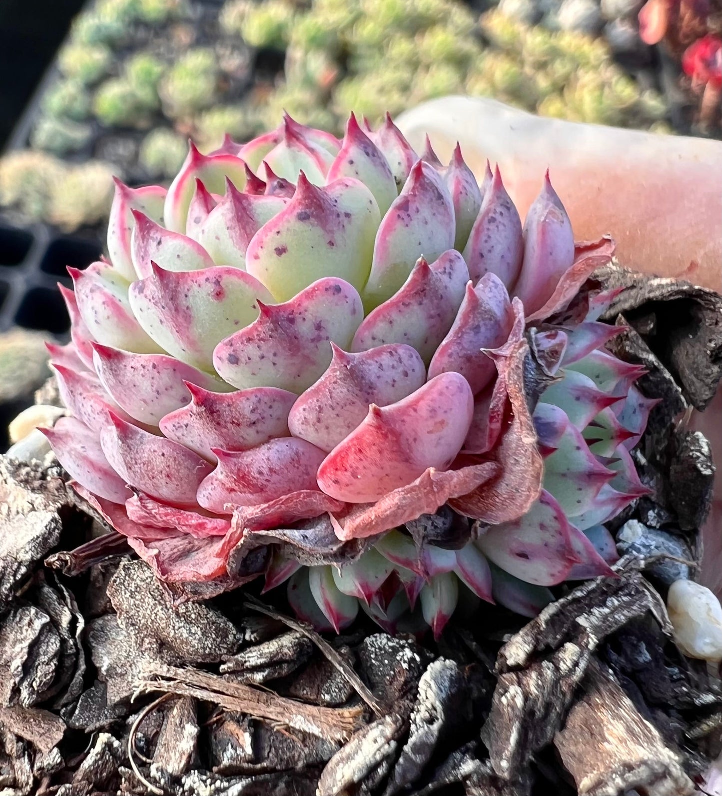 Echeveria el encino