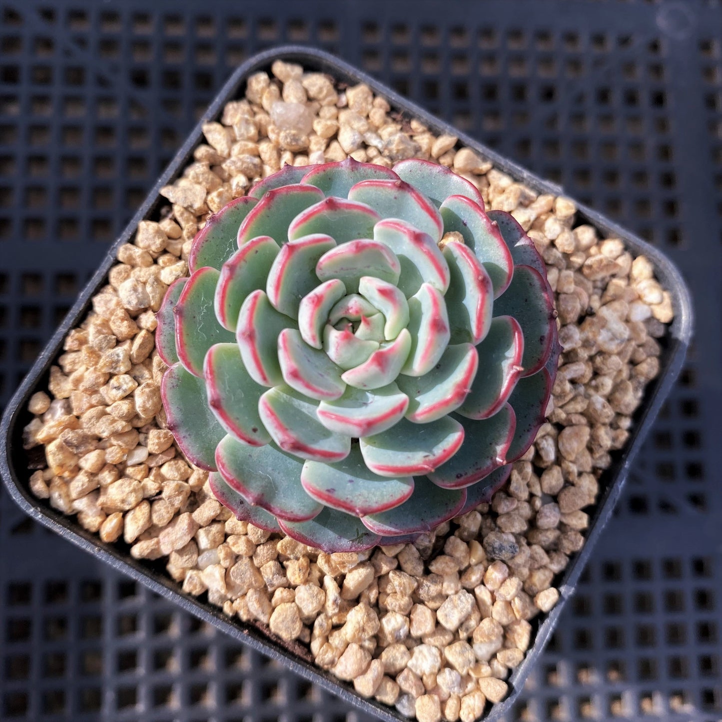 Echeveria el encino