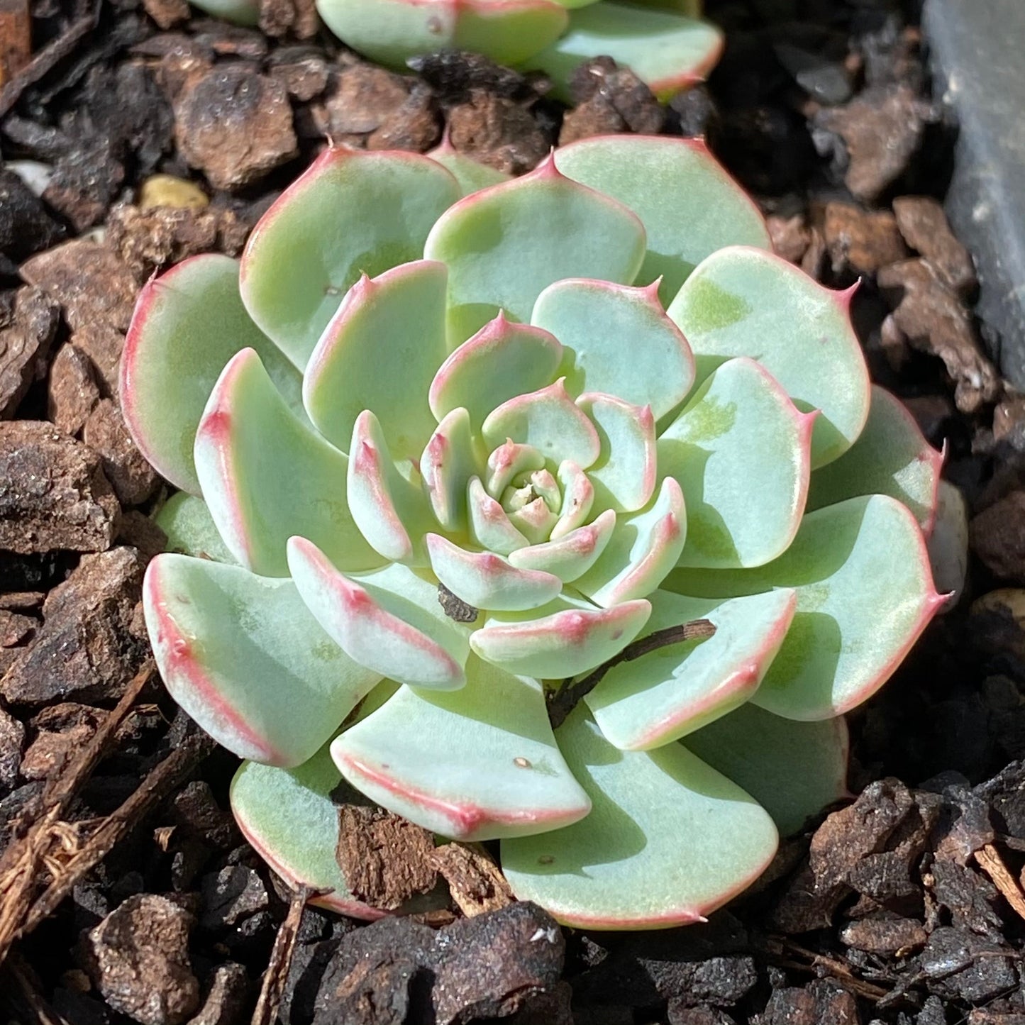Echeveria el encino