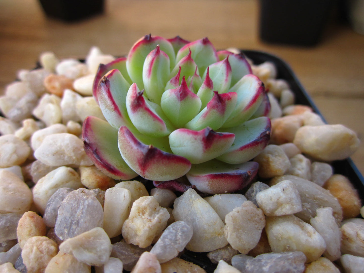 Echeveria el encino