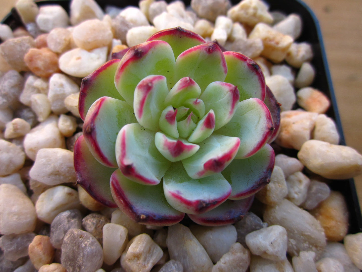 Echeveria el encino