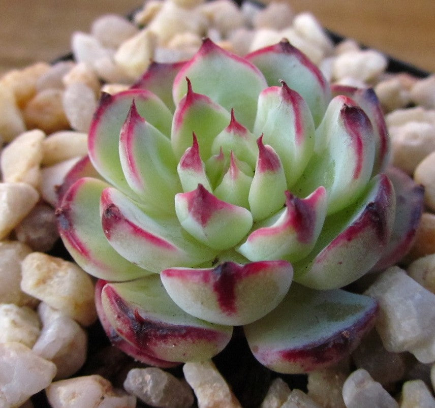 Echeveria el encino