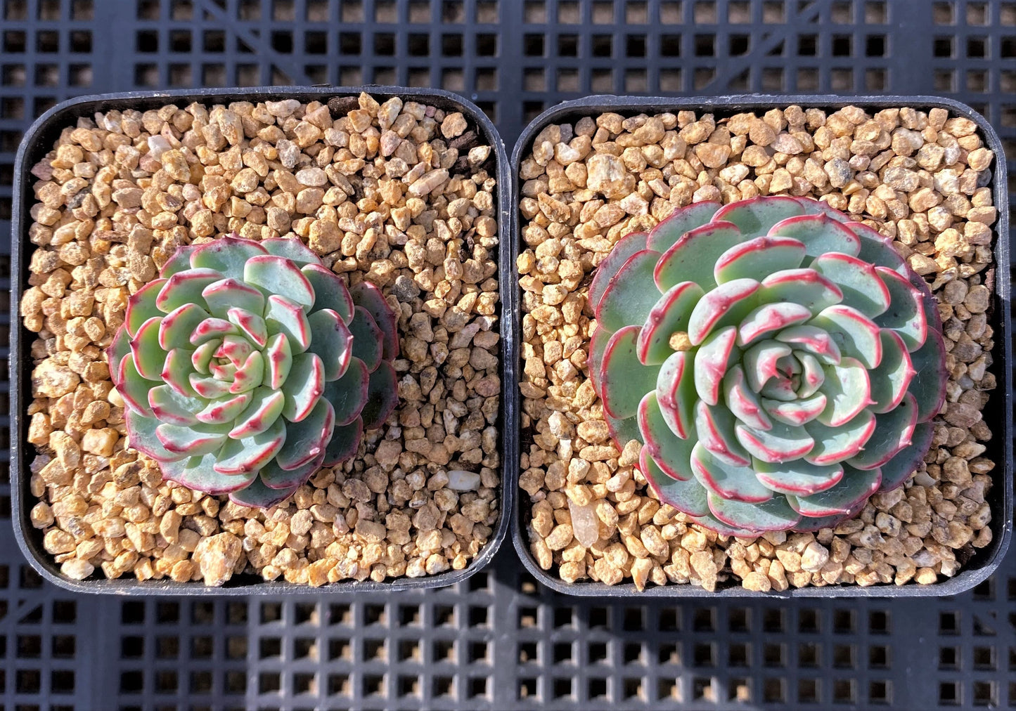 Echeveria el encino