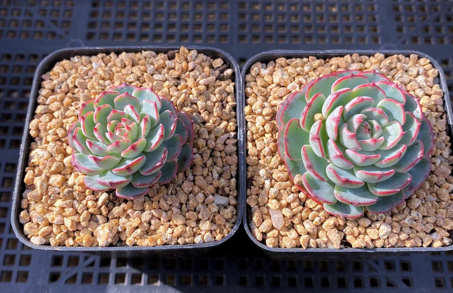 Echeveria el encino