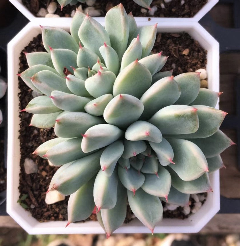 Echeveria Ellen