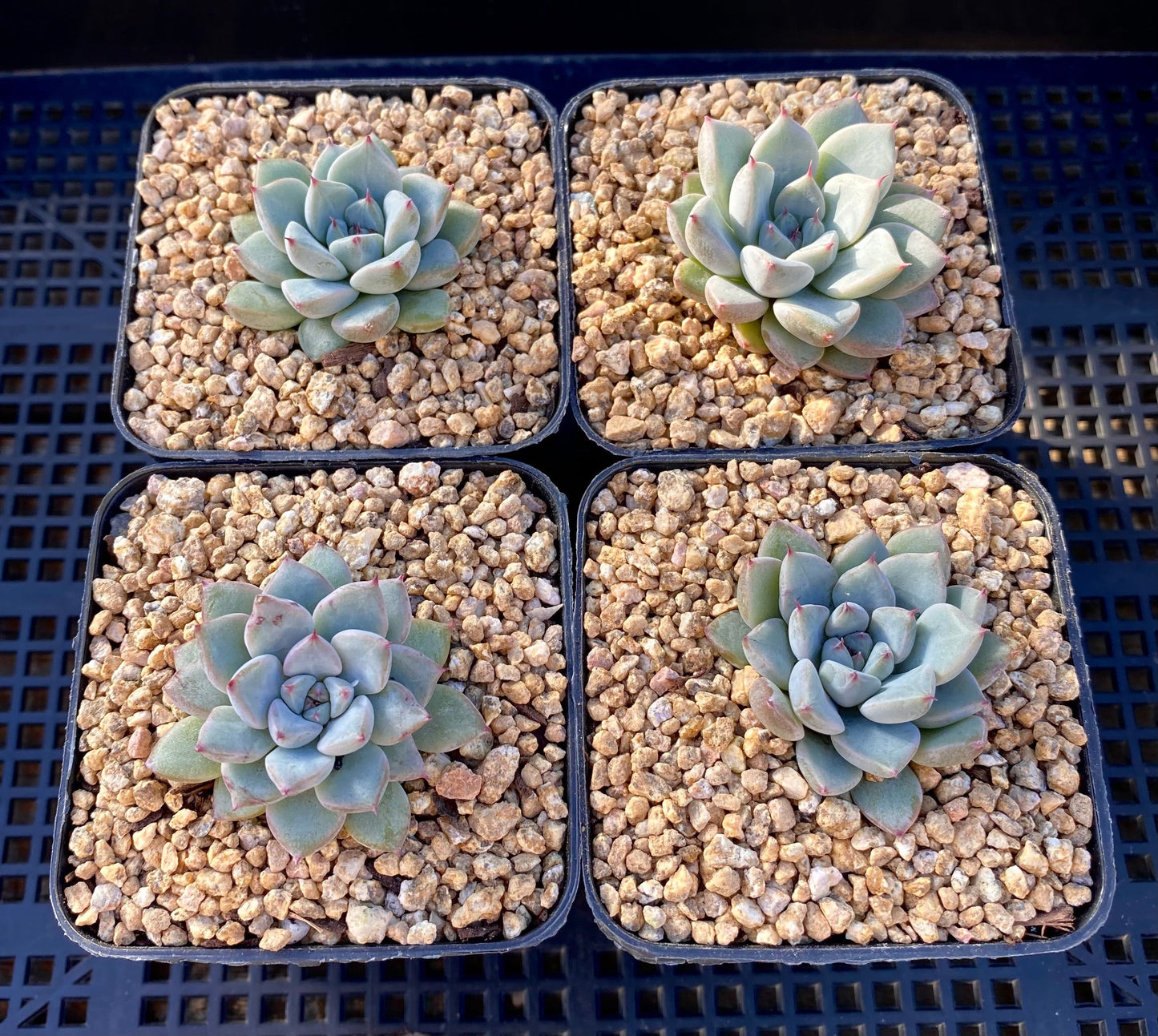 Echeveria Ellen