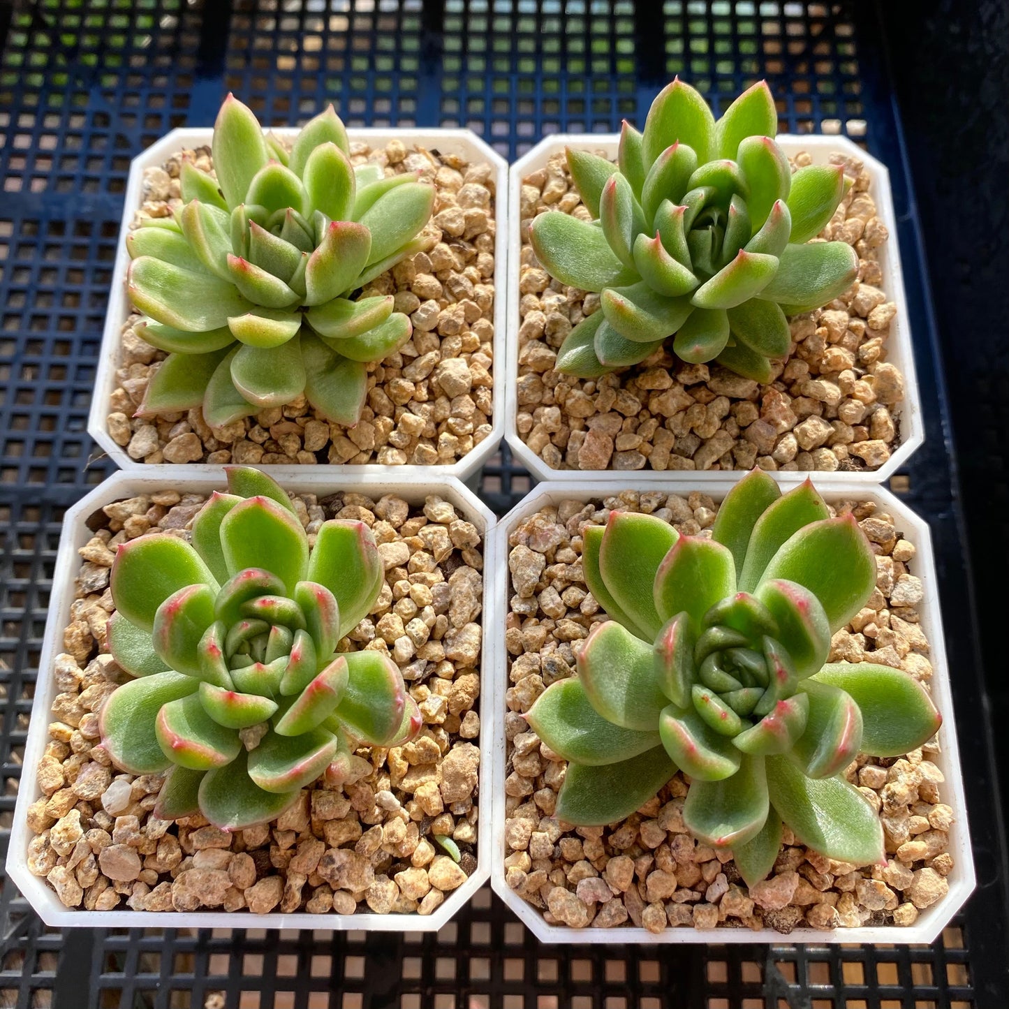 Echeveria frank tc monstrose