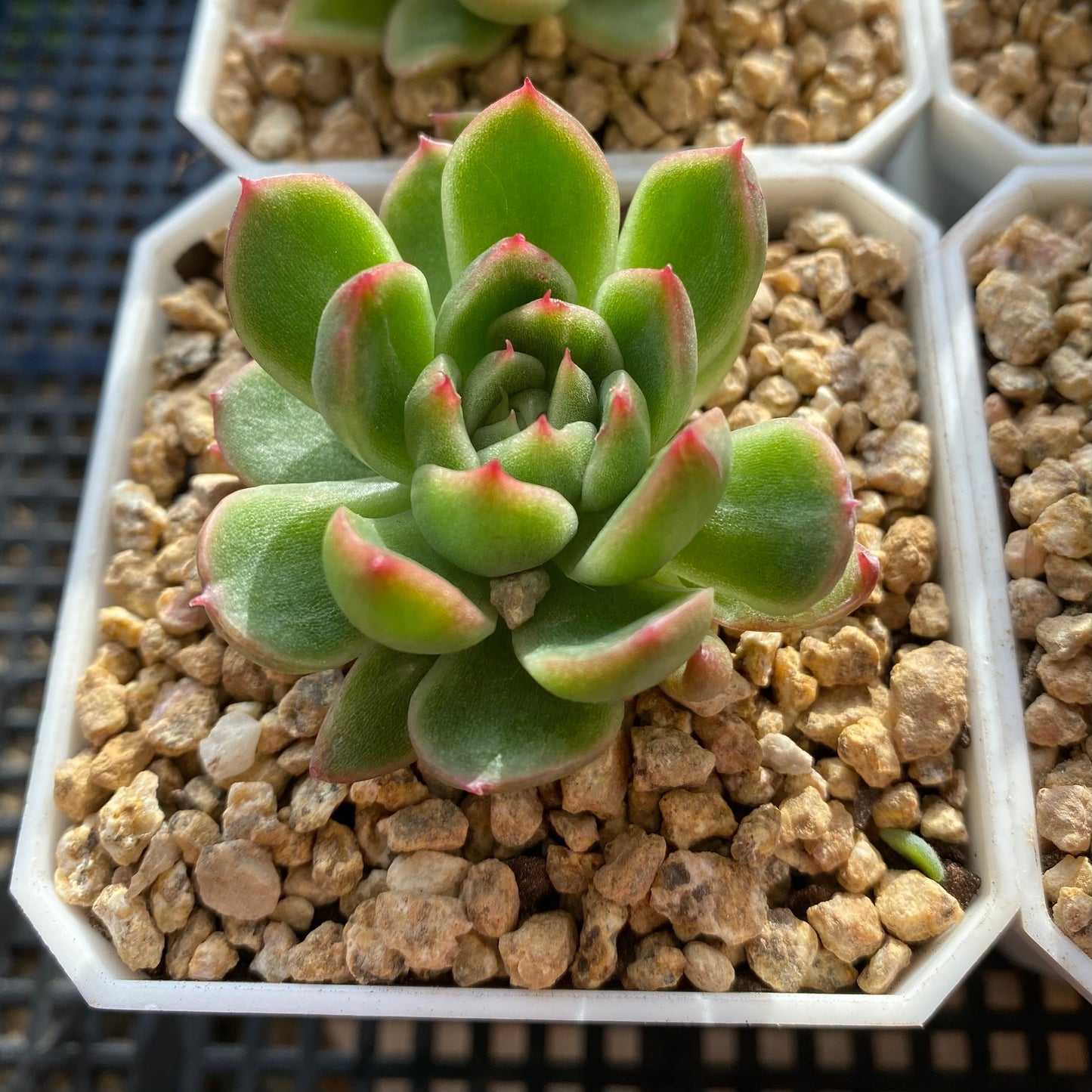 Echeveria frank tc monstrose