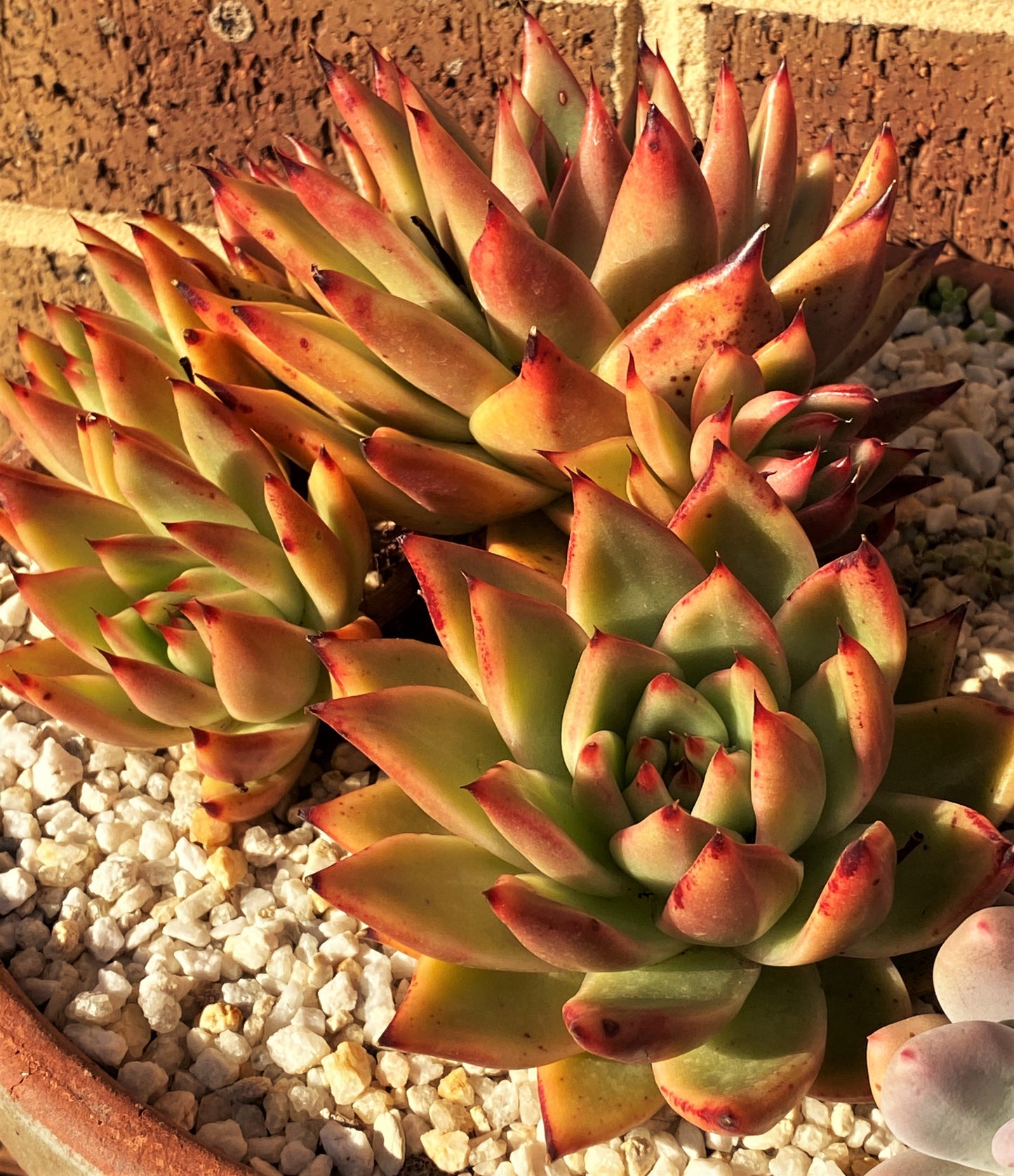 Echeveria agavoides gaya