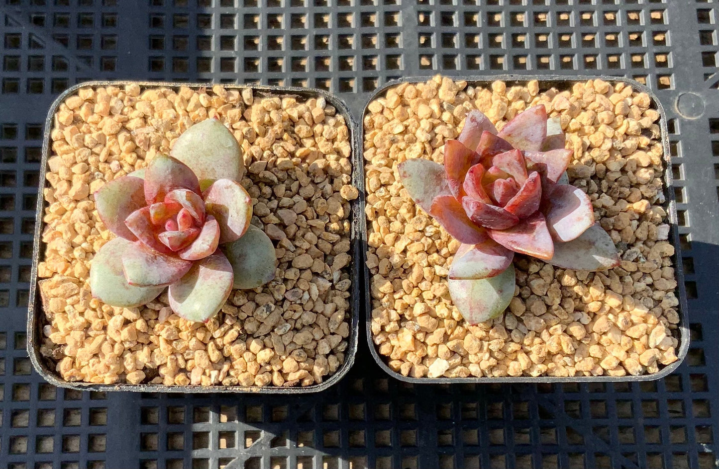 Echeveria german champagne S