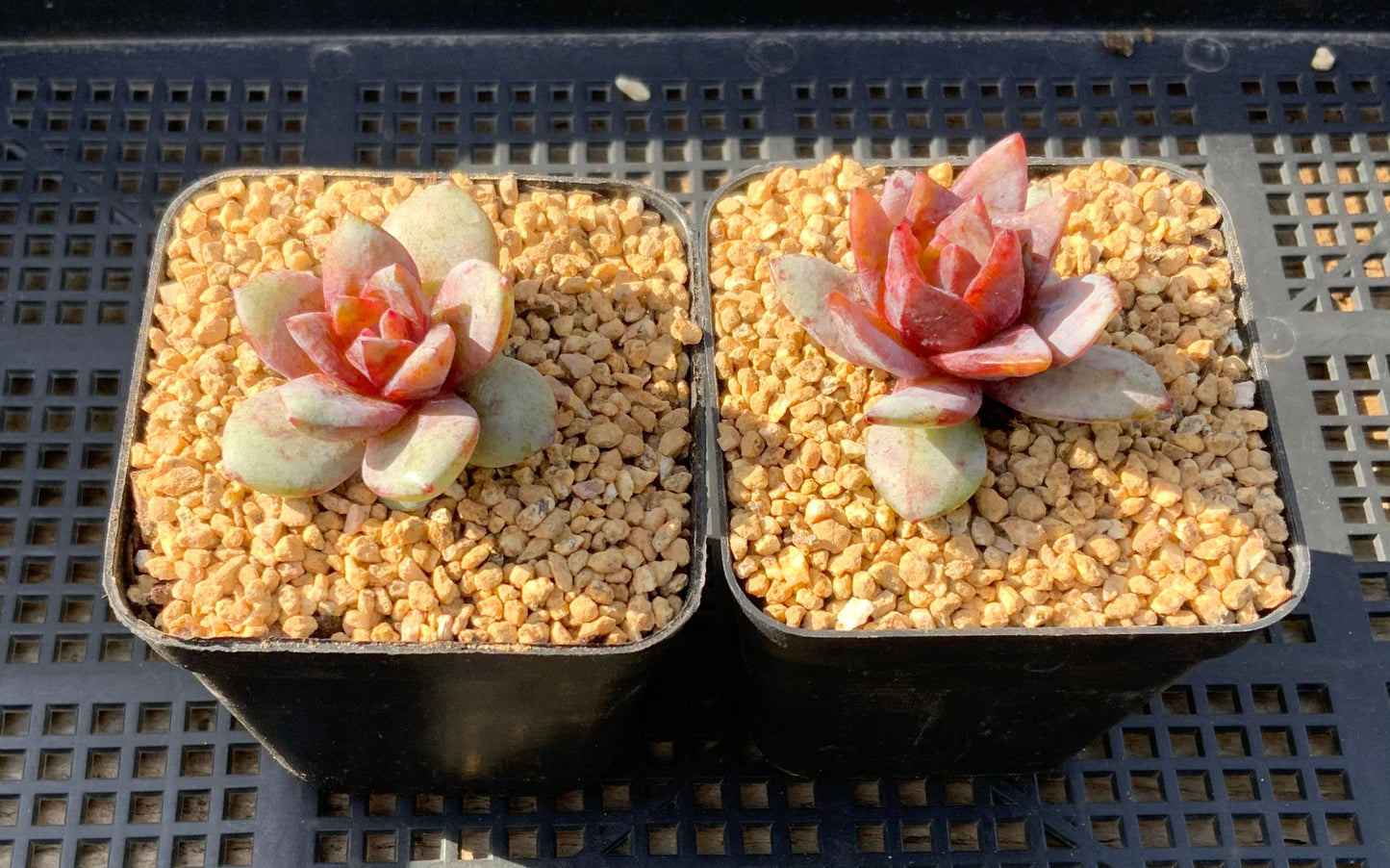 Echeveria german champagne S