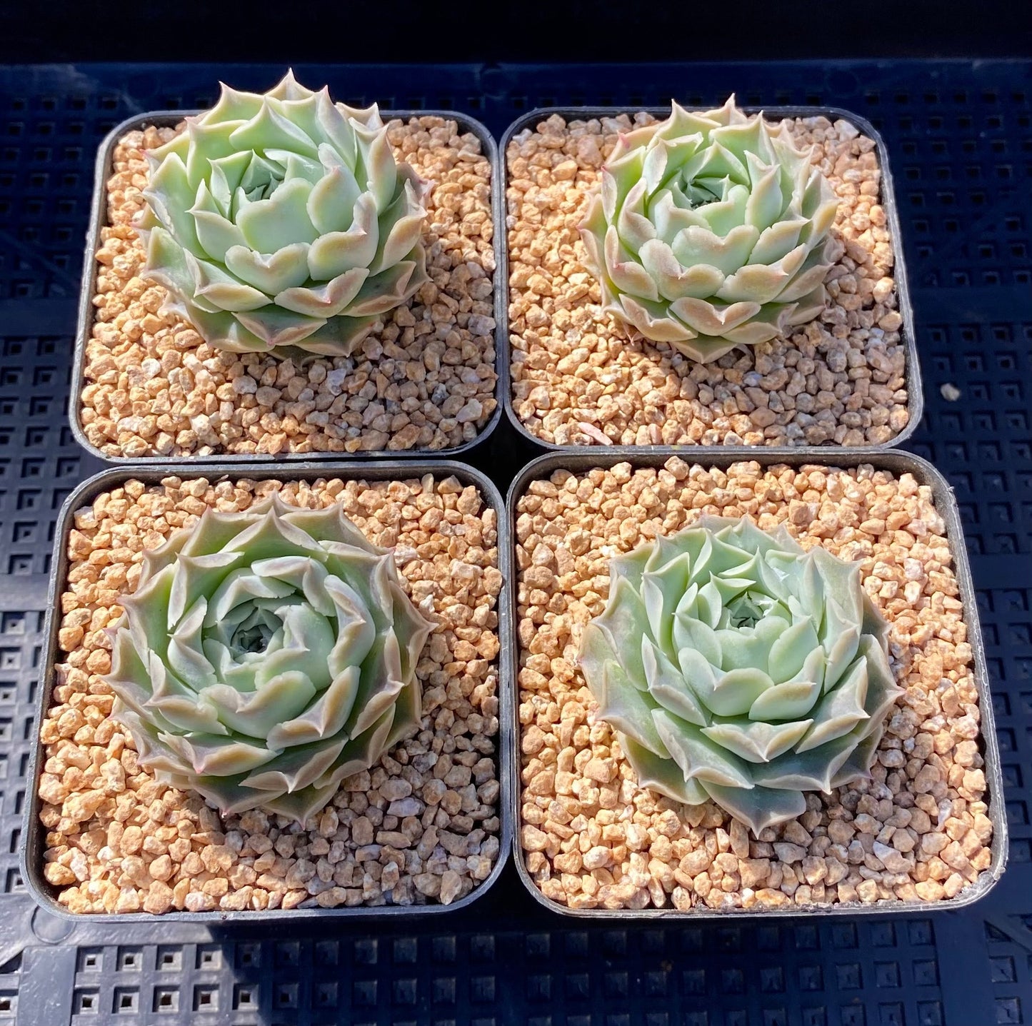 Echeveria heart choice