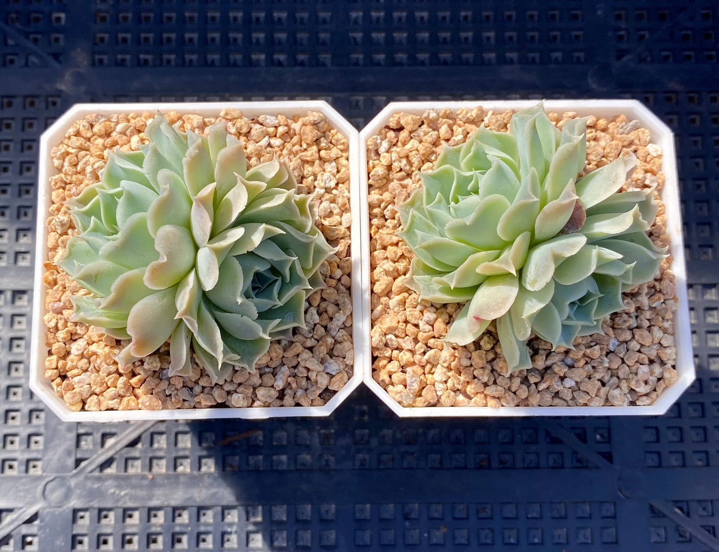 Echeveria heart choice