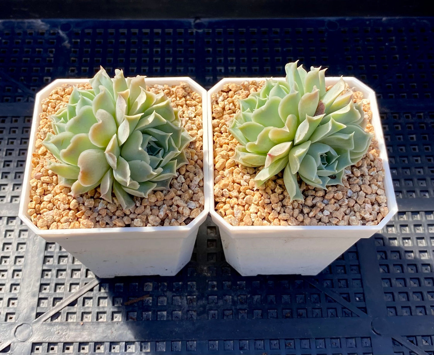 Echeveria heart choice