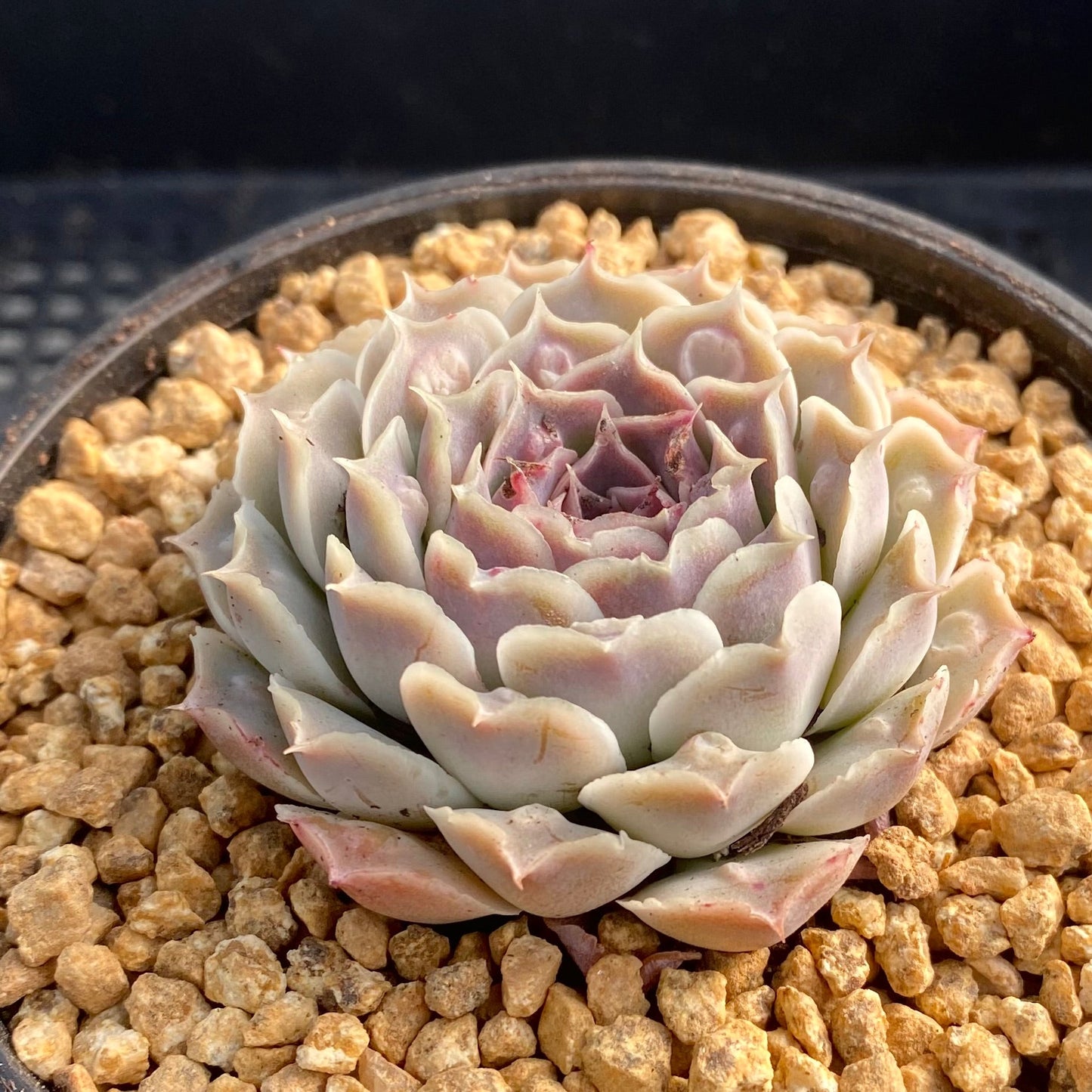 Echeveria heart choice