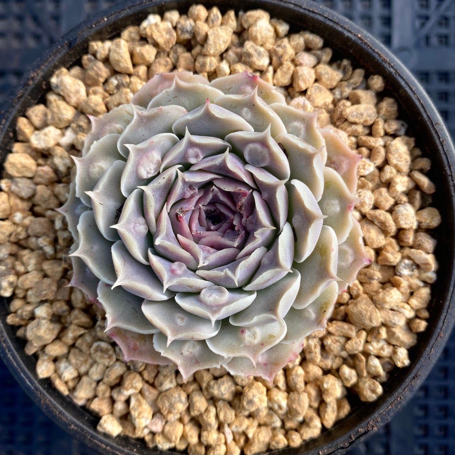 Echeveria heart choice