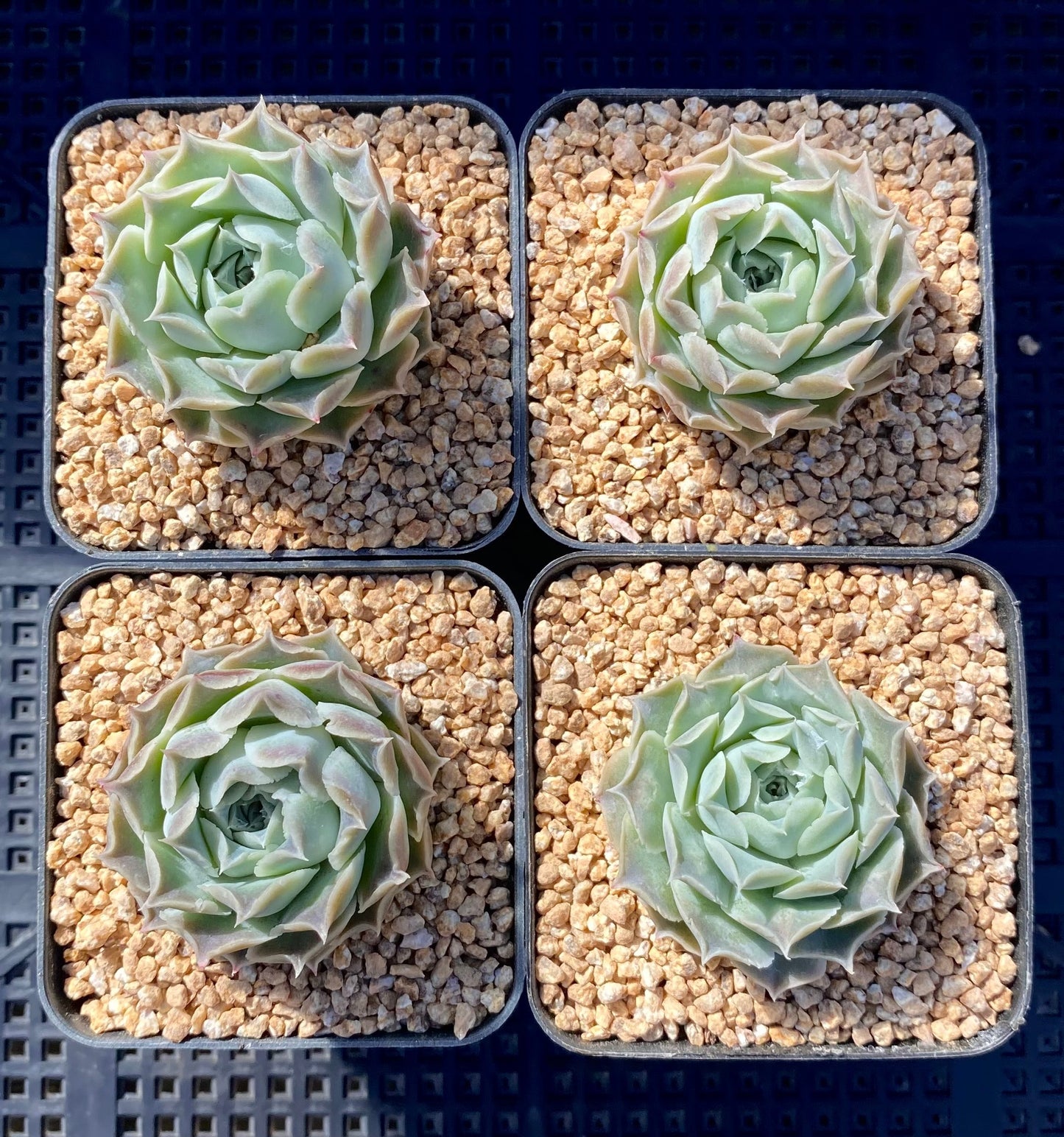 Echeveria heart choice