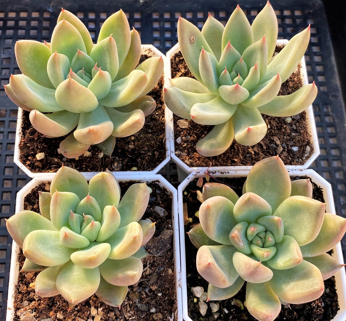 Echeveria girl talk