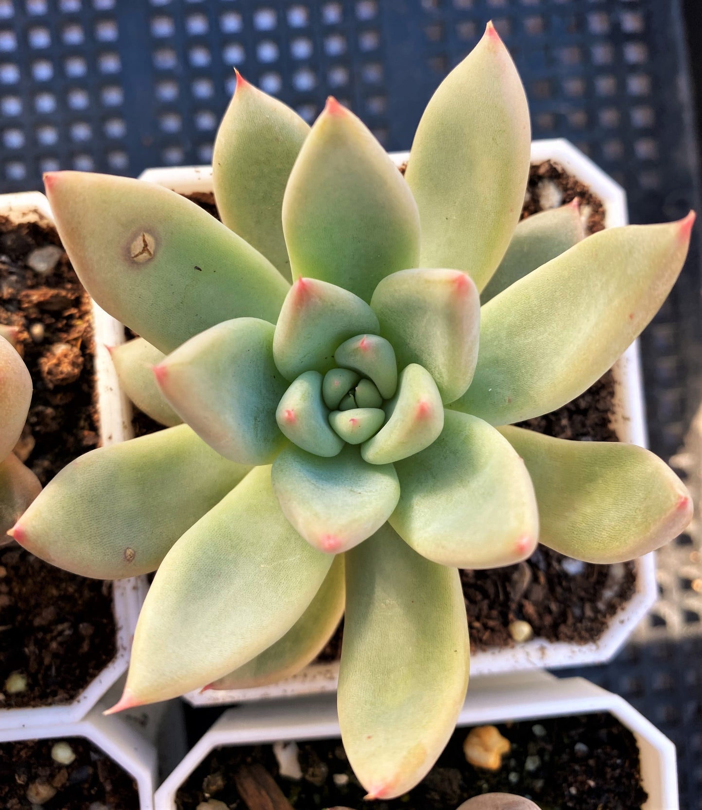 Echeveria girl talk