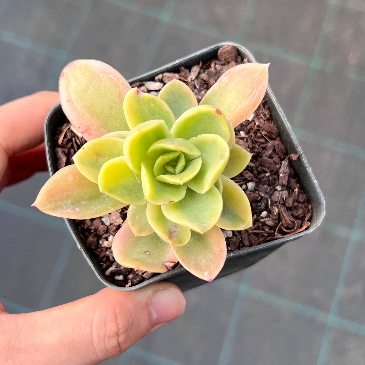 Echeveria Golden Glow Variegata
